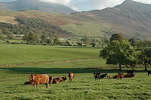 Cows and calves grazing at the foot of Skiddaw