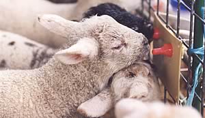 lambs feeding
