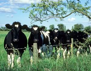 Vet Andrew Montgomery says it's important that heifers receive their full leptospriosis vaccination course before being turned out