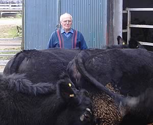 Willie McLaren inspects females for the Bristol Sale