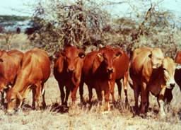 Boran Cattle Breeders Society