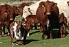 beef shorthorns