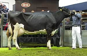 Stannock Dante Riviera EX91 brought the top price of 4,500gns