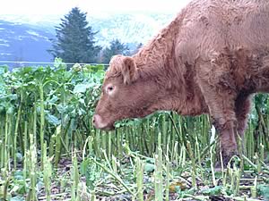 Cattle producers considering out-wintering cattle on self-feed brassicas can mitigate any cross-compliance concerns with careful planning.