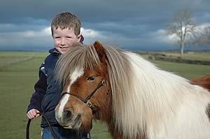 shetland pony