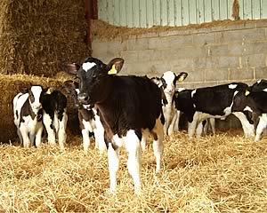 Thanks to the new Nuflor preventive license, farmers can now discuss with their vet the antibiotic treatment of in-contact calves as a means of reducing the spread of pneumonia