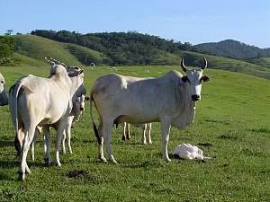 cattle in brazil