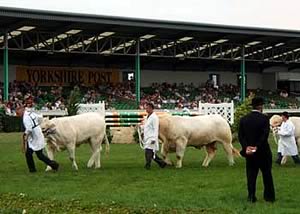 Cattle parade