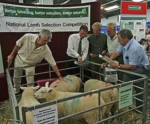 nsa sheep event