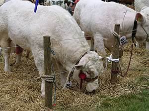 charolais cattle