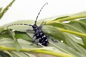 citrus longhorn beetle