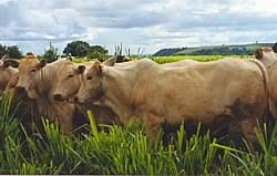 canchim cattle
