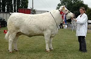 Female and overall supreme champion, Holtstead Velvet from the Andrews family