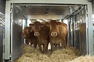   Heifers on their way to Poland 