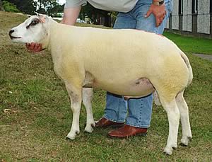 the top priced ram from John Cowan's Brickrow flock which made 5,500gns.