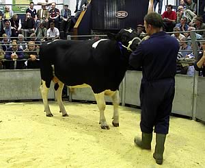 Winnoch Uniroyal - 7,700gns 