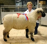 Jackie Kettle is pictured with her Skipton Hampshire Down champion. 