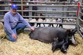 Chris Green with his first prize winning Berkshire female and litter.