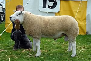 NSA Wales and Borders Ram Sale