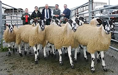 Richard Ellis, right, receives one of the Skipton mule gimmer trophies from judge Alan Brown. Also featured with the champion ten-strong pen are, from left, 12-year-old Robert Ellis, Becky Ellis, 16, and judge Ron Wilson