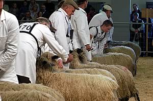 Sheep Judging at last year's Countryside Live