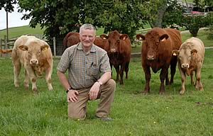 Saler cows with their Charolais cross calves and Willie Davidson.