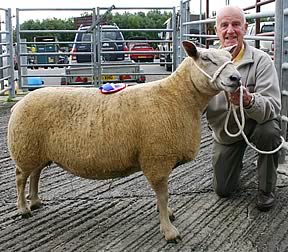 Bill Wilkinson with his Skipton Charollais champion.