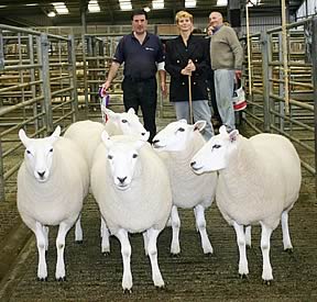 David Alexander with his reserve champion Lleyn shearlings, joined by judge Mary Nettleton.
