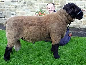 Mark Evans with his Skipton Suffolk champion.