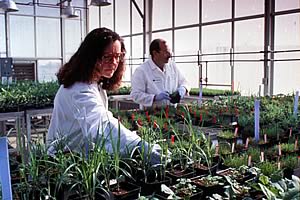 Dow AgroSciences greenhouse