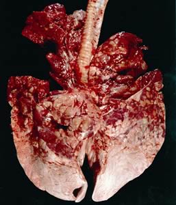 Cattle Lungs with Permanent Damage 