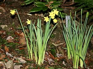 daffodils