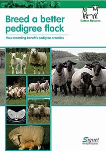 Breed a better pedigree flock 