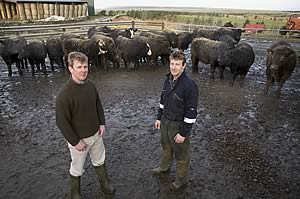 Michael Pottinger (left) and David (right) with some of their Aberdeen-Angus cross cattle at Greenland Mains, Thurso.
