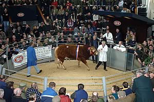 Haltcliffe Vermount selling for a world record 100,000gns at Carlisle in February 2006