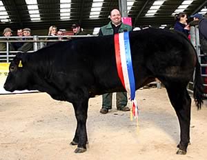 Adrian Leach with his Skipton store cattle with show potential champion.