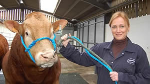 Ania Mikulska, Top Farms with Limousin bull, Vigot