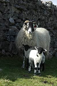 swaledale ewe and lambs
