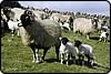 swaledale sheep
