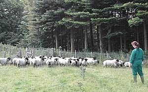 Collecting Sheep Dung Samples