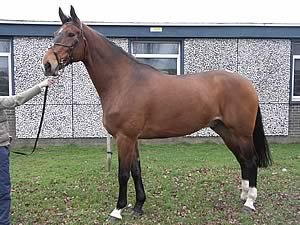 Jester, a bay gelding, sold for 5,000gns 