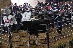 Glyn Lucas Auctioneer selling from rostrum at Dalfibble Sale