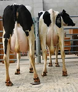 Craven Dairy Auction