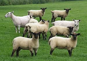 Cannon Heath lambs