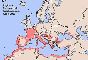 Regions in Europe at risk from black stem rust in 2007