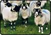 swaledale
