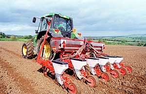Maize drilling 