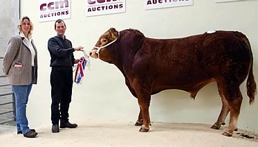 Steven Priestley with his Skipton pedigree beef breeding cattle Limousin champion, joined by judge Eileen Wilson.