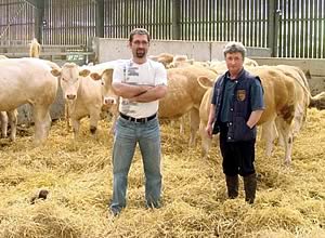 David Knight's Doncombe heifers