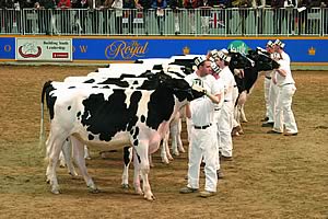 National Holstein Show